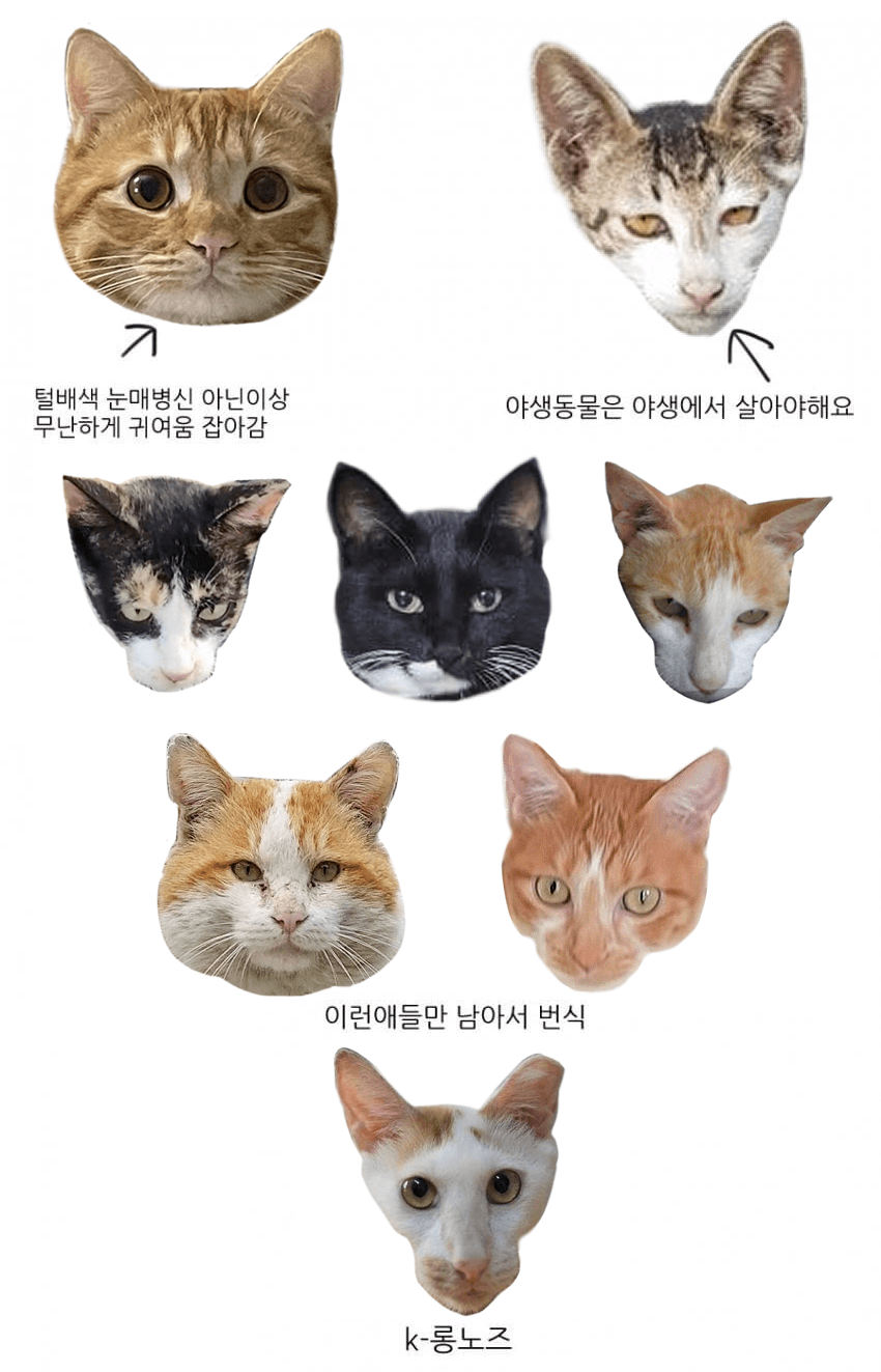 의외로 합성이 아닌 짤