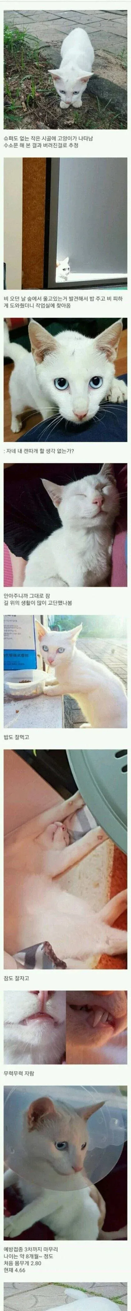 시골에 버려진 고양이를 주운 디시인